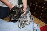 SECHAGE - BOULEDOGUE FRANCAIS 008